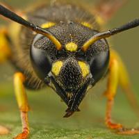 Potter Wasp 4 